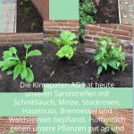 Verschiedene Blumen im Sandstreifen auf Schulhof eingepflanzt