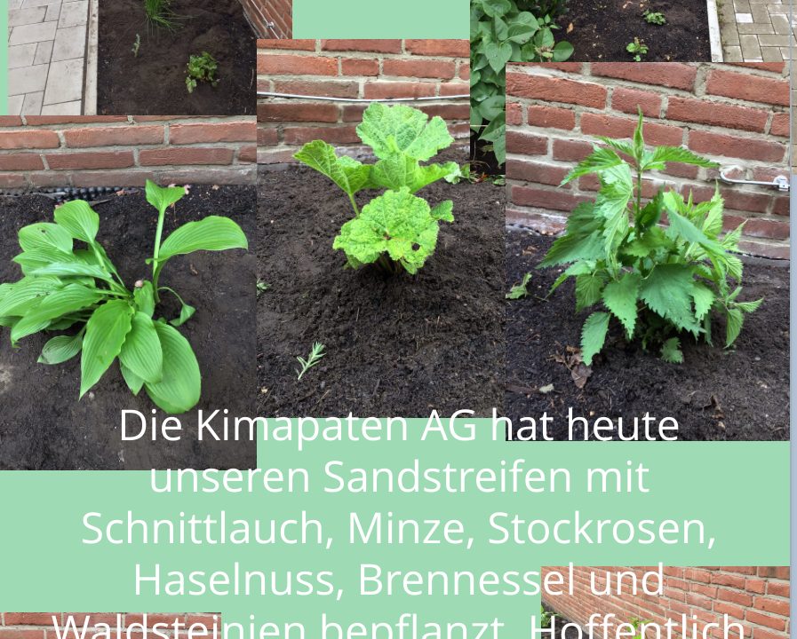 Verschiedene Blumen im Sandstreifen auf Schulhof eingepflanzt